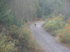 Alci in fuga