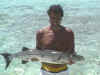 Barracuda